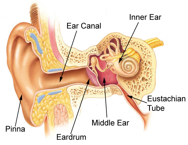 The Anatomy of the Ear