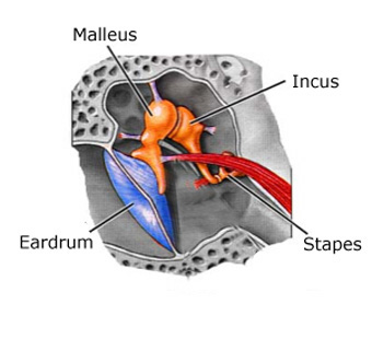 Middle Ear Bones (Ossicles) 